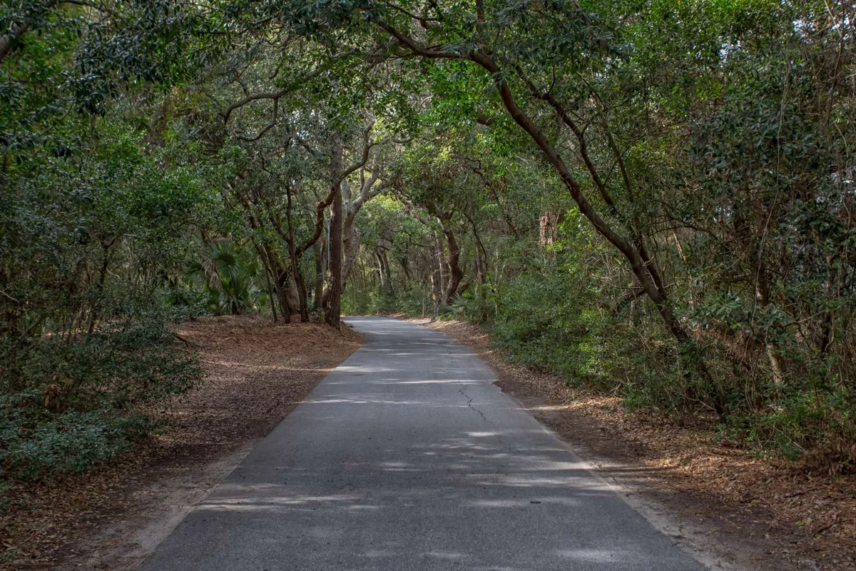A serene paved road winds beneath a canopy of mature trees, with lush green foliage on either side. The shaded lane invites exploration by foot or bike and hints at the peaceful, untouched nature of the maritime forests on Bald Head Island.